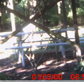 Another Picnic Table Ghost