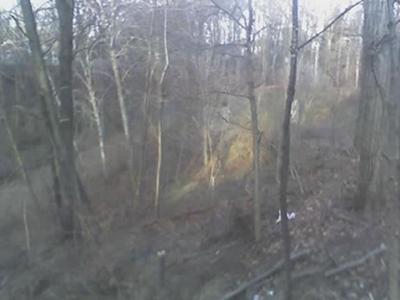 picture of the woods